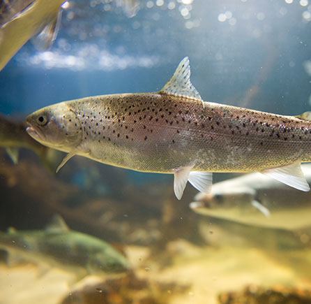 Atlantic Salmon Interpretive Centre at Andrews By the Sea, New Brunswick