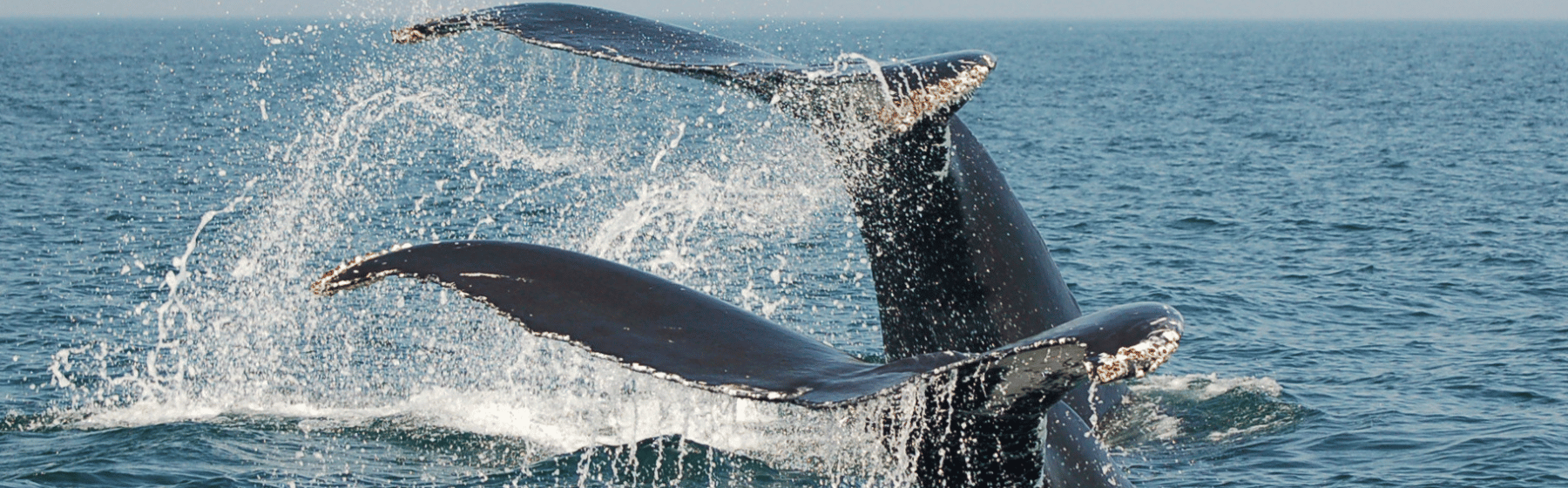 The Algonquin Resort Embarks on Landmark Transformation at St. Andrews by-the-Sea