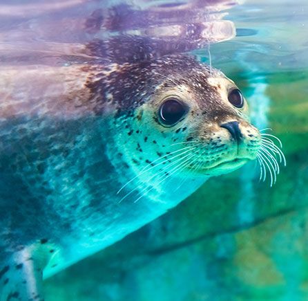 Huntsman Fundy Discovery Aquarium at Andrews By the Sea, New Brunswick