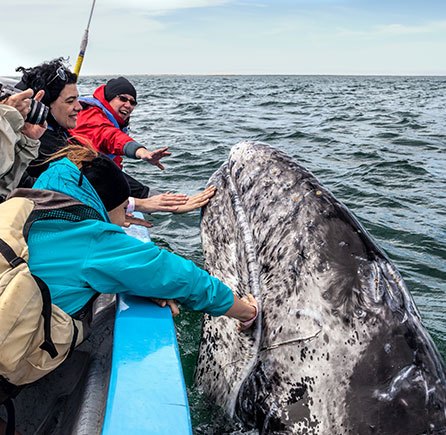 Whale Watching at Andrews By the Sea, New Brunswick